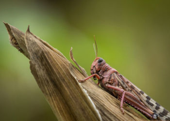 Desert locust