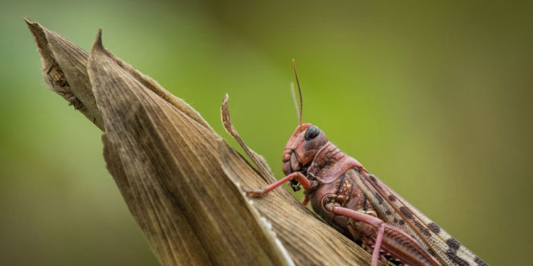 Desert locust