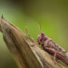 Desert locust