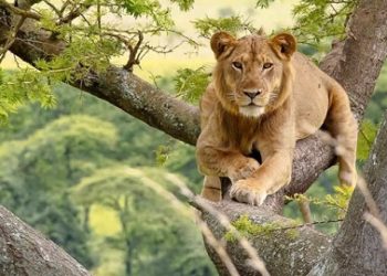 Tree climbing lions of Queen Elizabeth National Park