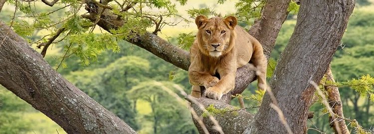 Tree climbing lions of Queen Elizabeth National Park