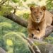 Tree climbing lions of Queen Elizabeth National Park