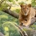 Tree climbing lions of Queen Elizabeth National Park