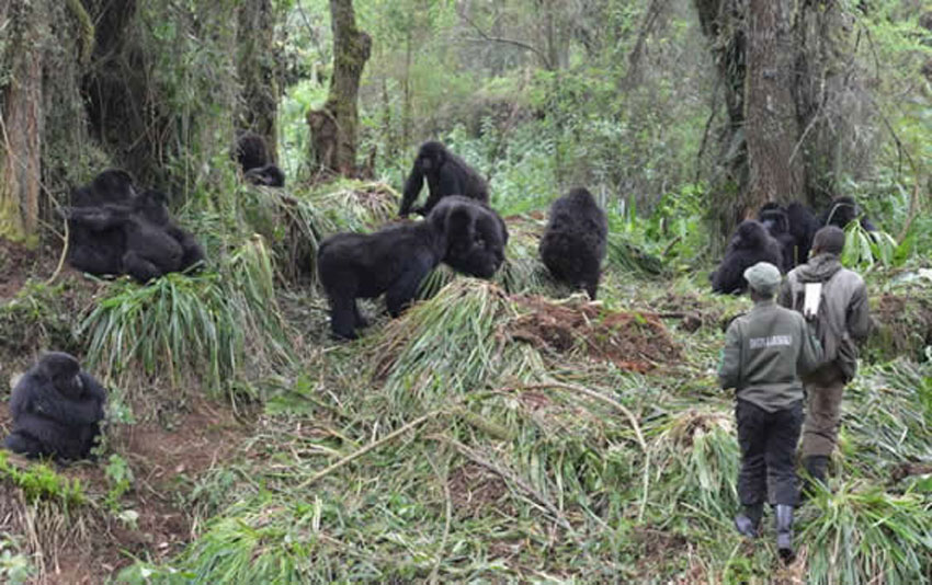 Mountain gorillas at Virunga Massif