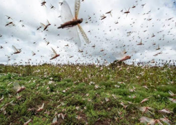 Desert locusts