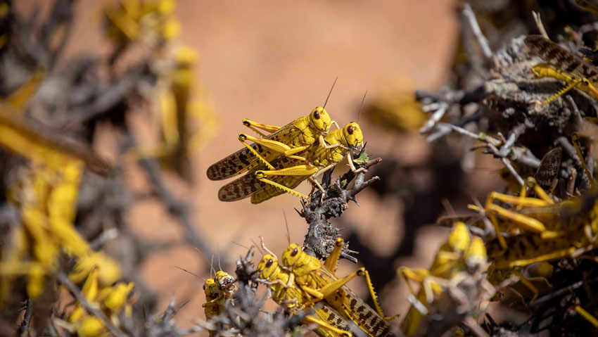 Desert locusts