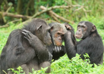 Chimpanzees at Ngamba Island