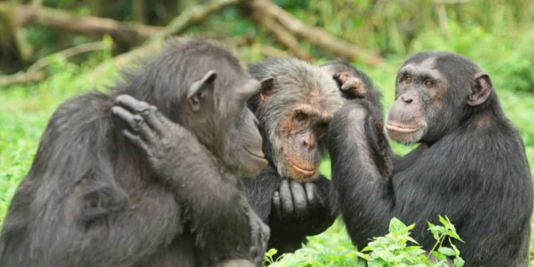 Chimpanzees at Ngamba Island