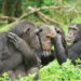 Chimpanzees at Ngamba Island