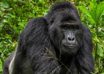 Silverback mountain gorilla