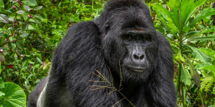 Silverback mountain gorilla