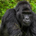 Silverback mountain gorilla