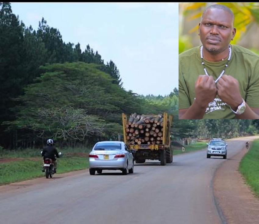 Tree logs being transported from Bugoma Forest. In preset is Environmentalist Joseph Masembe