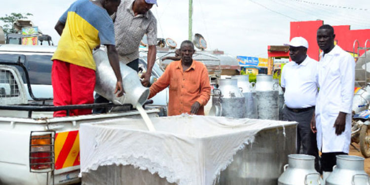 Some of the farmers that supply Fresh Dairy sieve milk to maintain the producer’s quality standards