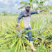 Jimmy Wamala at his farm