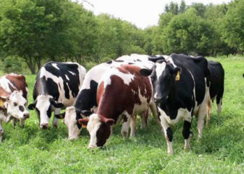 Cattle grazing from Bugoma Forest .Courtesy photo