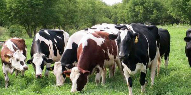 Cattle grazing from Bugoma Forest .Courtesy photo