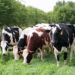 Cattle grazing from Bugoma Forest .Courtesy photo