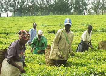 Tea harvesting