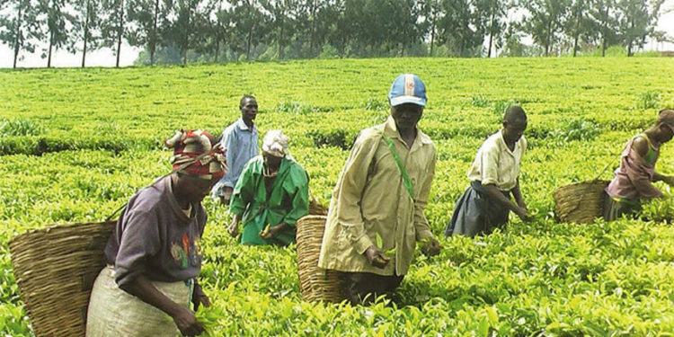 Tea harvesting