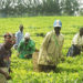 Tea harvesting