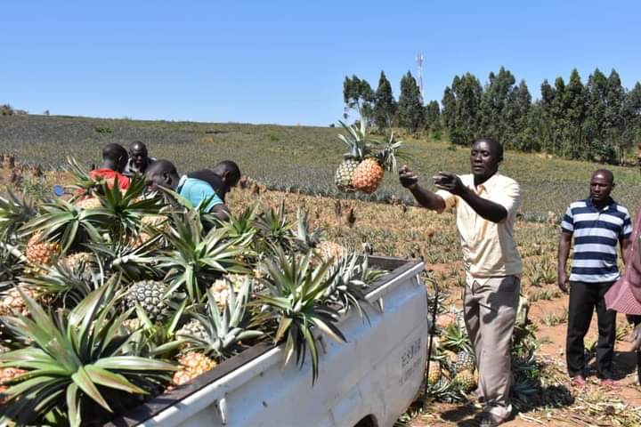 Moses Sebugwawo at his pineapple garden