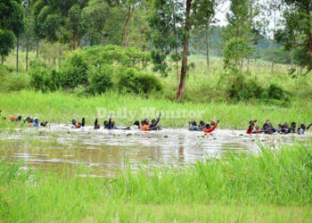 Bobi Wine supporters swimming through a swamp....Photo credit- Daily Monitor