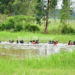 Bobi Wine supporters swimming through a swamp....Photo credit- Daily Monitor