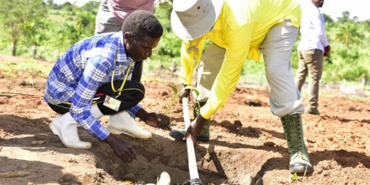 President Museveni at one of his model farms