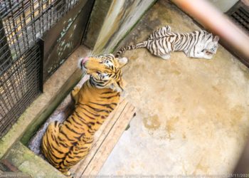 Tigers at Entebbe Zoo