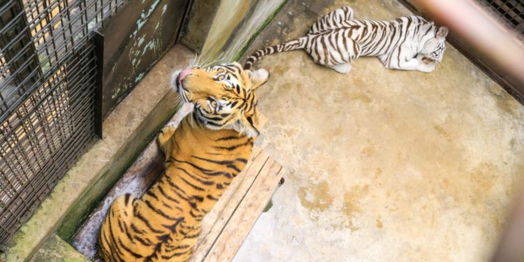 Tigers at Entebbe Zoo