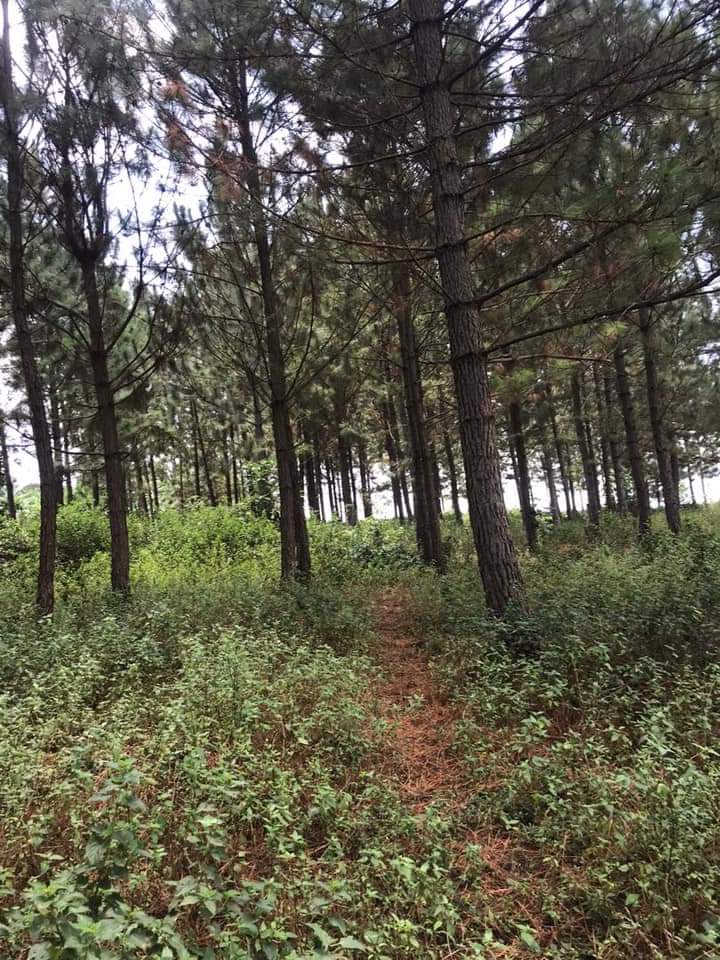 Pine trees near Kampala