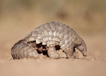 Pangolin hunting for ants.