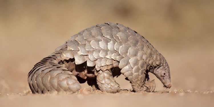 Pangolin hunting for ants.