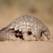 Pangolin hunting for ants.