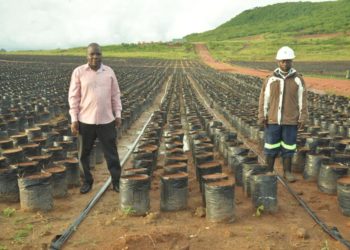 WIlson Sserunjogi, a farmer and sub county chief in Buwuma (left) with an official of Oil Palm Buvuma Ltd at an oil palm nursery in Buvuma.