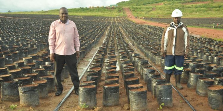 WIlson Sserunjogi, a farmer and sub county chief in Buwuma (left) with an official of Oil Palm Buvuma Ltd at an oil palm nursery in Buvuma.