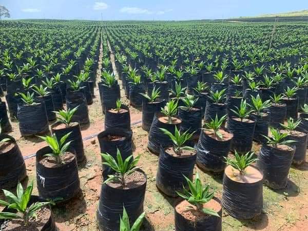 A nursery of oil palm trees