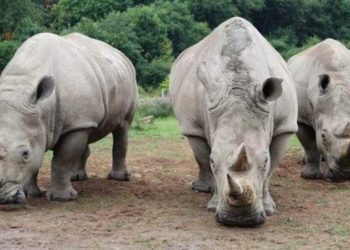 Rhinos at Ziwa Sanctuary