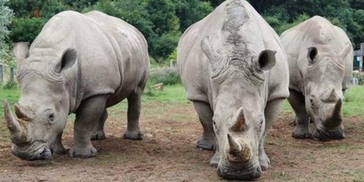 Rhinos at Ziwa Sanctuary