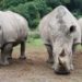 Rhinos at Ziwa Sanctuary