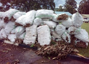 Cassava cuttings dumped at the district headquarters