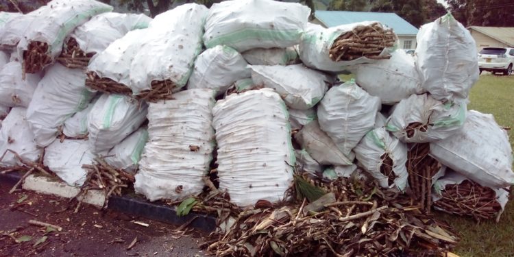 Cassava cuttings dumped at the district headquarters