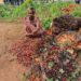 A farmer in Kalangala shows off her harvest
