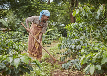 A coffee farmer in the Mt Elgon Region, Uganda