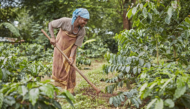 A coffee farmer in the Mt Elgon Region, Uganda