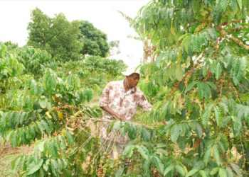 Businessman Gonzaga Mayanja in his coffee plantation