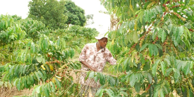 Coffee plantation