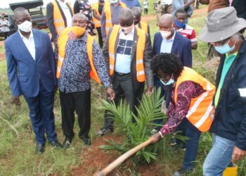 Connie Magomu Masaba (with a hoe), the Project Manager of the National Oil Palm Project in the Ministry of Agriculture planting an oil palm tree in Buvuma recently.