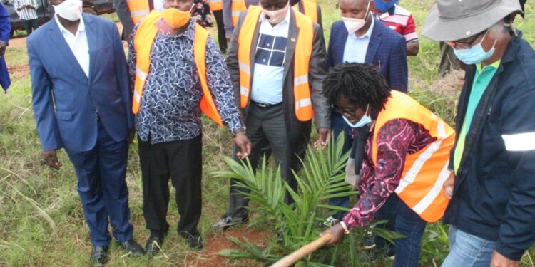 Connie Magomu Masaba (with a hoe), the Project Manager of the National Oil Palm Project in the Ministry of Agriculture planting an oil palm tree in Buvuma recently.